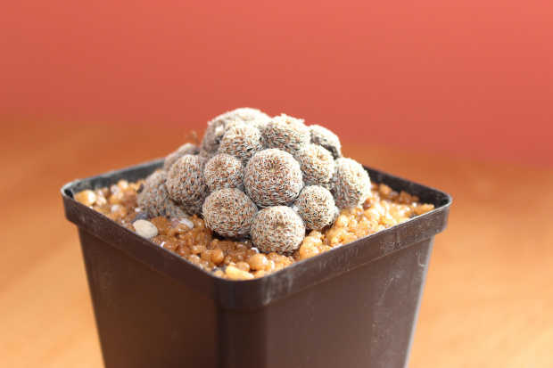 Rebutia heliosa v. cajasensis