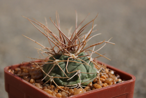 Gymnocalycium nidulans STO 124