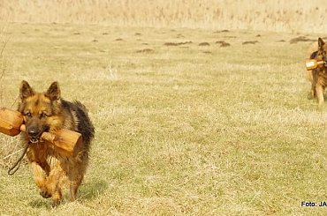 #GILDOWiernyDruh #Jangcy #OwczarekNiemiecki #Parys #PsieZaprzęgi