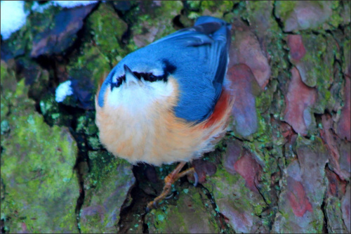 Taki kolorowy zimową porą ... nie zadzieraj nosa ... dzioba :) #PtakZima