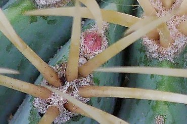 Ferocactus glaucescens #kaktusy