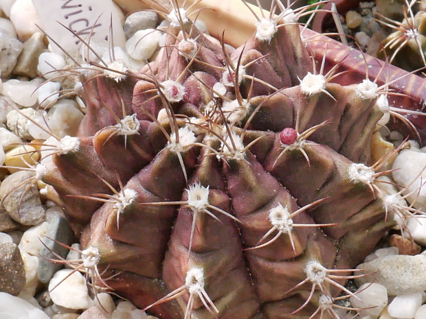 Gymnocalycium mihanovichi #kaktusy