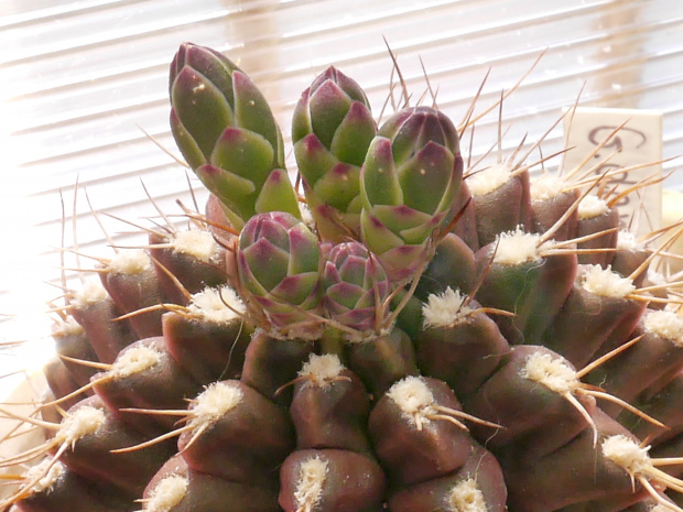 Gymnocalycium damsii #kaktusy