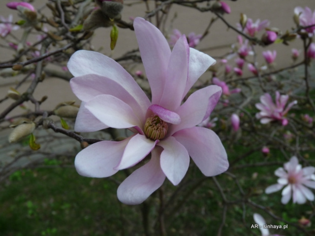 Magnolia