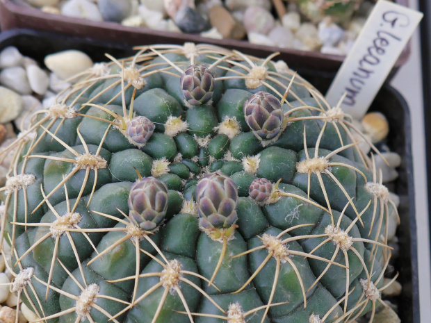 Gymnocalycium leeanum #kaktusy