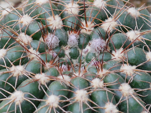 Notocactus uebelmanianus #kaktusy