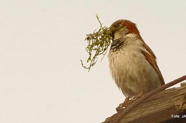 #GILDOWiernyDruh #Jangcy #OwczarekNiemiecki #Parys #PsieZaprzęgi