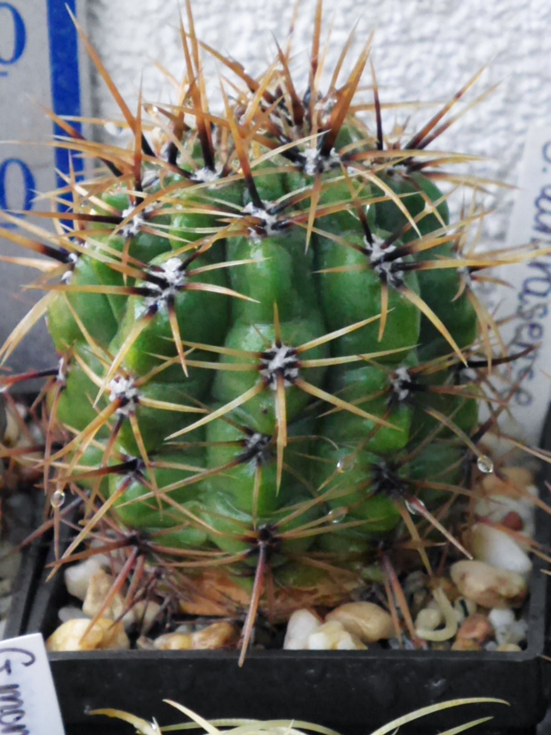 Gymnocalycium achirasense #kaktusy