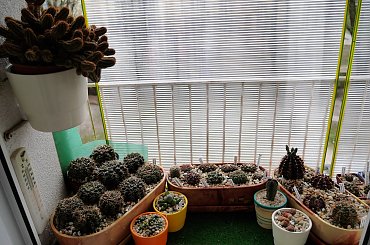 po zraszaniu #kaktusy