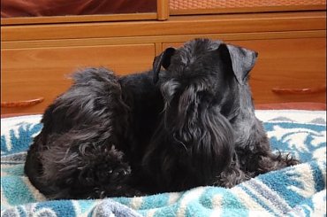 #pies #sznaucer #SznaucerMini #sznup #Zibi