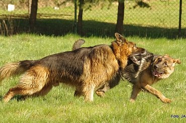 #GILDOWiernyDruh #Jangcy #OwczarekNiemiecki #Parys #PsieZaprzęgi