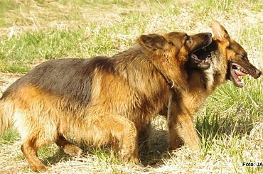 #GILDOWiernyDruh #Jangcy #OwczarekNiemiecki #Parys #PsieZaprzęgi