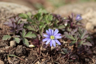 Anemone appenina Petrovac