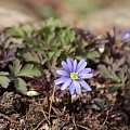 Anemone appenina Petrovac