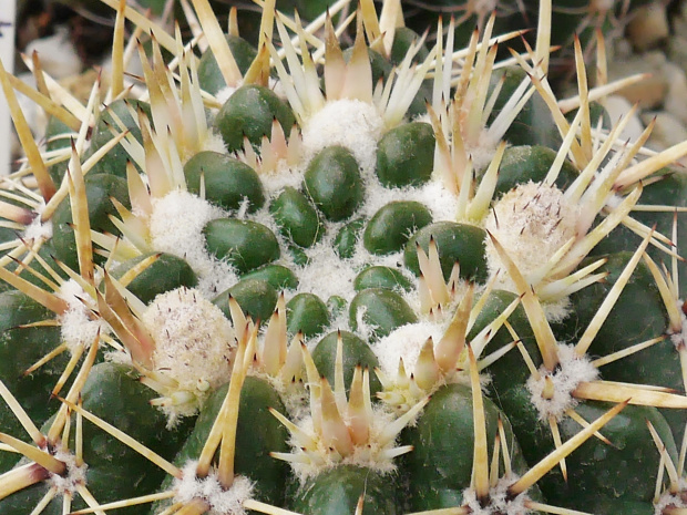 Notocactus submammulosus sp. de Cordoba #kaktusy