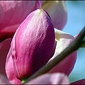Wiosna...kwitną magnolie...szkoda,że dosć krótko...