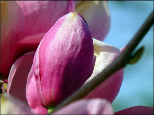 Wiosna...kwitną magnolie...szkoda,że dosć krótko...