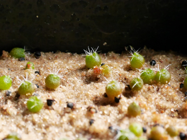 Notocactus roseoluteus #kaktusy