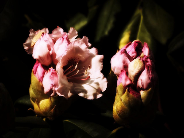 Rododendron #Książ #ZamekKsiąż #Wałbrzych #DolnyŚląsk #rododendron #azalia #różanecznik