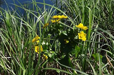 #Bug #pies #sznaucer #zalew #Zibi