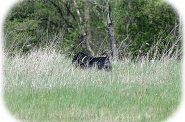 #Bug #pies #sznaucer #zalew #Zibi