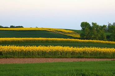 gdzie nie spojrzeć, wszędzie żółto ... #krajobrazy #pola #rzepaki #widoki #wiosna #żółto