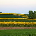 gdzie nie spojrzeć, wszędzie żółto ... #krajobrazy #pola #rzepaki #widoki #wiosna #żółto