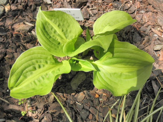 Hosta 'Lakeside Banana Bay'