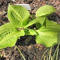 Hosta 'Lakeside Banana Bay'