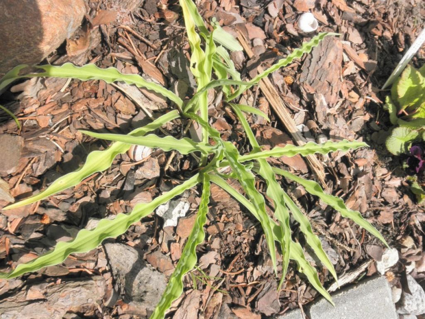 Hosta 'Curly Fries'