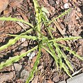 Hosta 'Curly Fries'