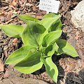 Hosta 'Radiant Edger'