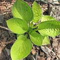 Hosta 'Rainforest Sunrise'