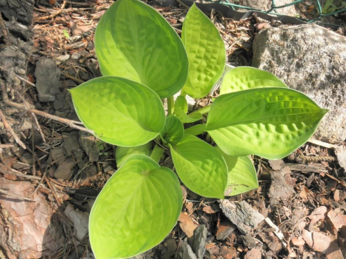 Hosta 'Rainforest Sunrise'