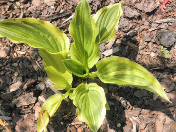 Hosta 'Green with Envy'