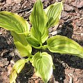 Hosta 'Green with Envy'