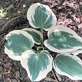 Hosta 'Blue Ivory'