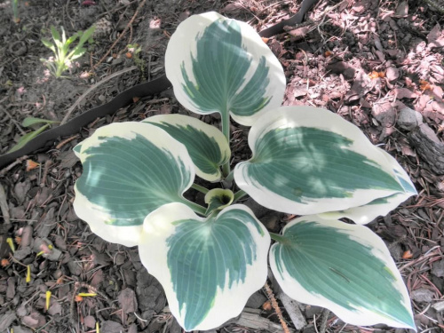 Hosta 'Blue Ivory'