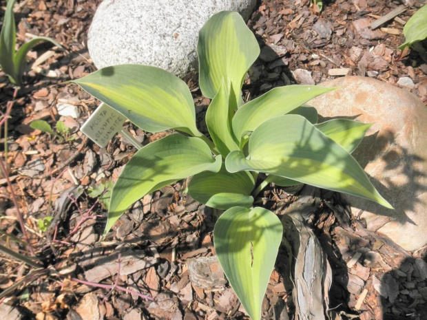 Hosta 'Olympic Sunrise'