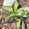 Hosta 'Olympic Sunrise'