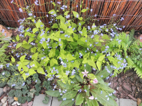 Brunnera 'Diane's Gold'