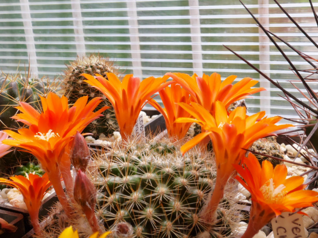 Rebutia flavistyla FR 756 #kaktusy
