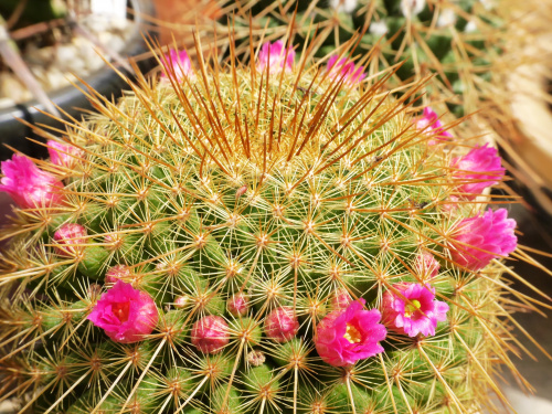 Mammillaria dixanthocentron #kaktusy