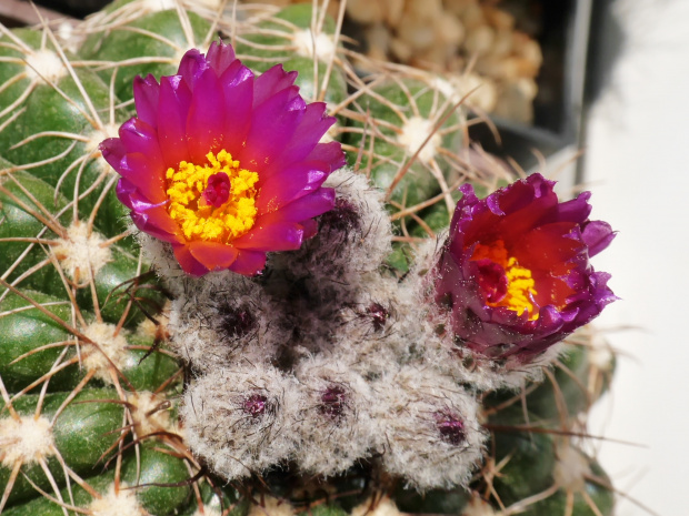 Notocactus uebelmanianus #kaktusy