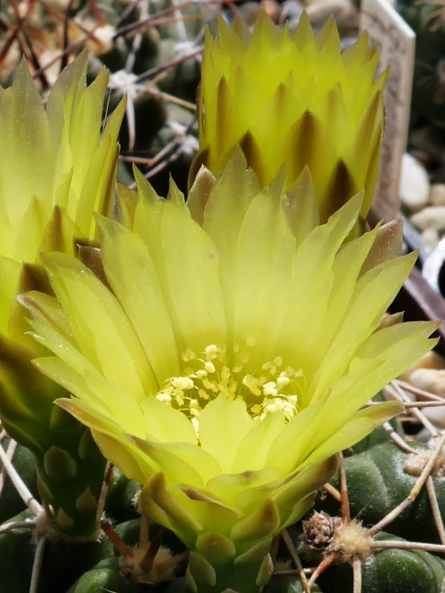 Gymnocalycium uruguaense #kaktusy