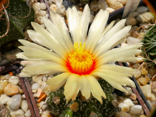 Astrophytum asterias x capricorne #kaktusy