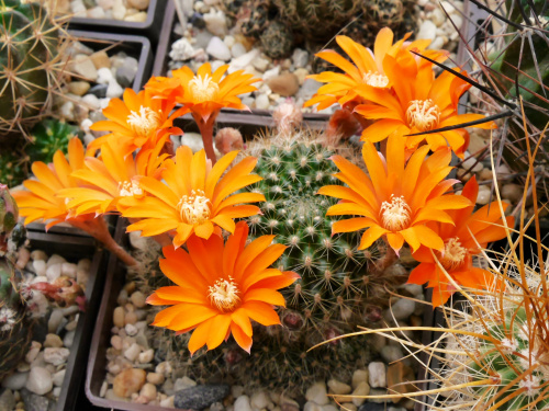 Rebutia flavistyla FR 756 #kaktusy