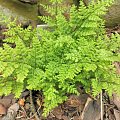 Dryopteris dilitata 'Lepidota Crispa Cristata'