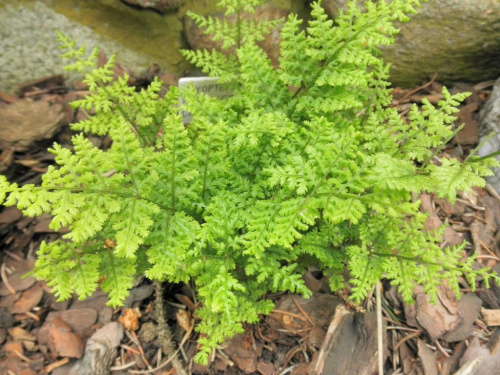 Dryopteris dilitata 'Lepidota Crispa Cristata'