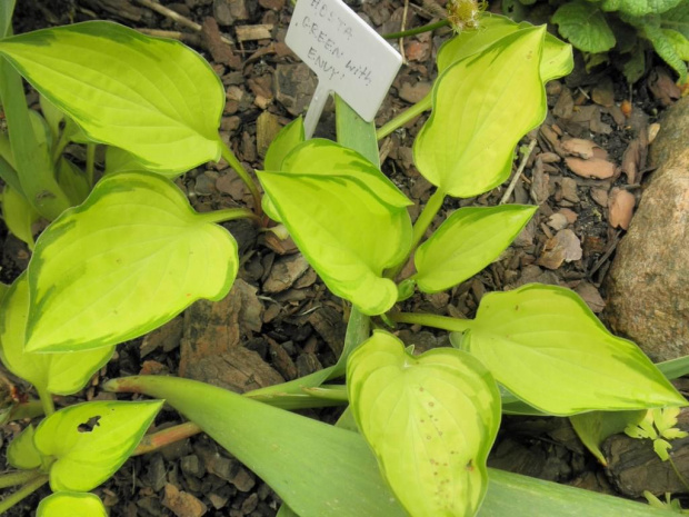 hosta 'Green with Envy'